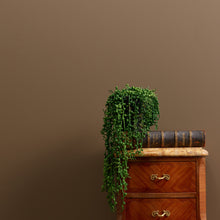 Load image into Gallery viewer, Drama Llama Trim Paint