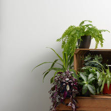 Load image into Gallery viewer, Mister A. White Trim Paint