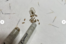 Load image into Gallery viewer, Seed pencils - recycled rolled newspaper - coriander seeds - sustainably sourced graphite - botanical stationary - eco pencil